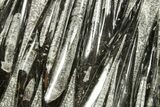 Polished Fossil Orthoceras (Cephalopod) Plate - Morocco #372668-1
